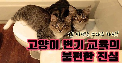 냐옹신의 참교육 - 고양이 변기 교육 하지마요 제발! | 인스티즈