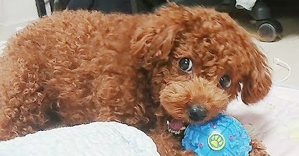 어버버하는 강아지 | 인스티즈