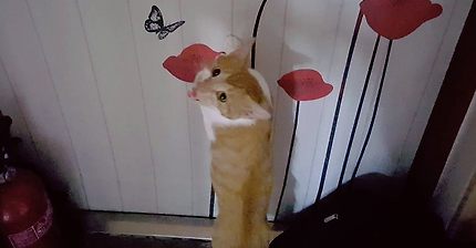 여아 고양이가 발정이 오면 어떤 증상들을 보일까요? (통곡, 싸움 소리주의!)