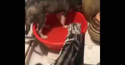 물장난하다가 야옹이한테 혼나는 멍멍이.gif | 인스티즈