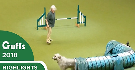 Kratu the rescue dog having fun in the Rescue Dog Agility | Crufts 2018