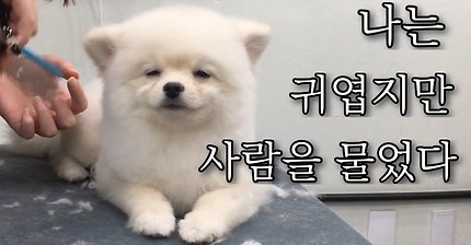 문수님~ 곰돌이 컷 해주세요! (싫어요.)