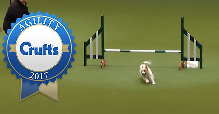 Hilarious Jack Russell Goes Crazy with Excitement at Crufts 2017!