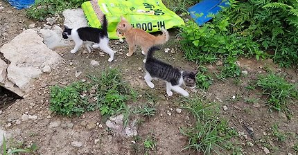 아깽이와 병아리.