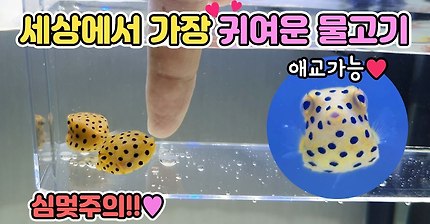 ☆세젤귀☆네모난 상자모양의 물고기? 이건 키워야해~!! [TV생물도감]