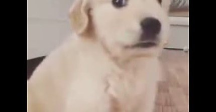 삐져서 말대꾸하는 강아지...는 리트리버 귀여움!