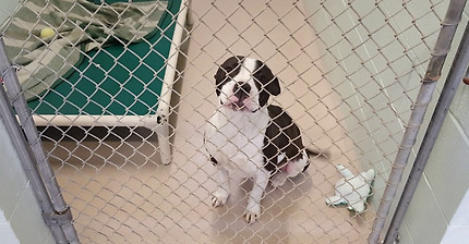 Dog adoption room walk thru 2-5-17