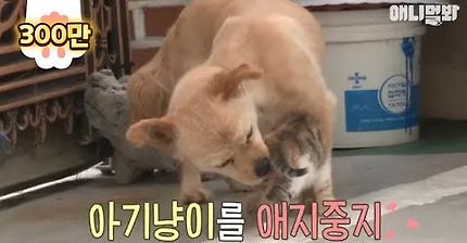 Grandma dog milking and raising cat granddaughter