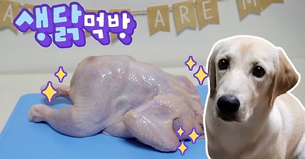 강아지 생닭 리얼사운드 먹방 ♪ 오독오독 ?? 생식하는 소리 ASMR ♪