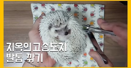 지옥의 고슴도치 발톱 깎기