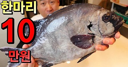 자연산 돌돔 오로시영상 사시미 맛은? How to Fillet Striped beakfish