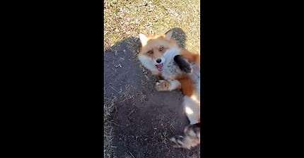 Dixiedo fox runs away with my phone. Tries to bury it