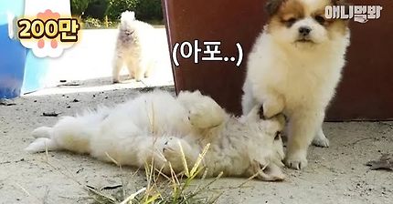 이 강아지들로 말할 것 같으면 군부대 혈통 시고르자브종이지 말임다 ㅣ Soldier-Friendly Stray Puppy Siblings Born In An Army Base