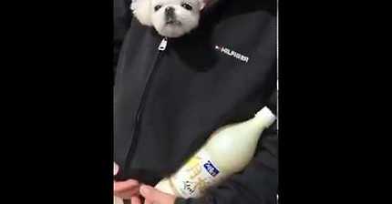 미용하고 아빠 품에 쏙 안겨 집에 가는 봄이