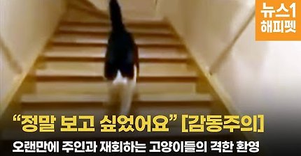 오랜만에 주인과 재회하는 고양이들의 격한 환영