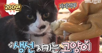 생선가게 지키는 고양이 | 인스티즈