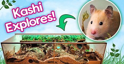 Hamster