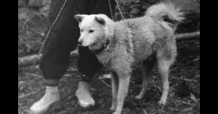 유튜브 진돗개 채널 추천 | 인스티즈