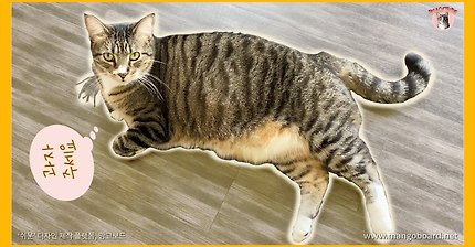 고양이들 간식 먹방 [세냥이가 다 좋아하는 간식 PureBite]