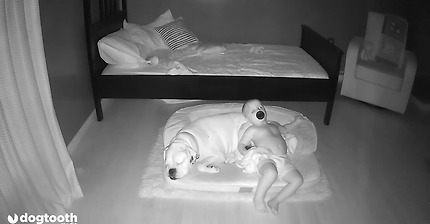 Toddler Sneaks Out of Bed to Curl Up With Dog || Dogtooth Media