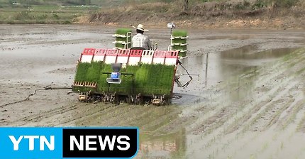 벼 적게 심어도 수확은 비슷하다?...'소식재배' / YTN