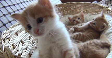 Mom cat with 4 meowing kittens (no added music - pure cuteness)