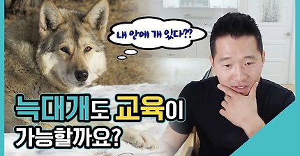 늑대개도 교육이 가능할까요?｜수밤라이브
