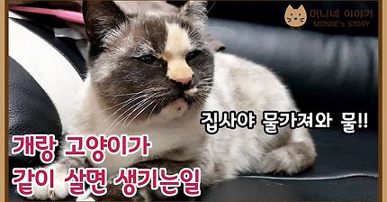 개랑 고양이가 같이 살면 마당에서 생기는일