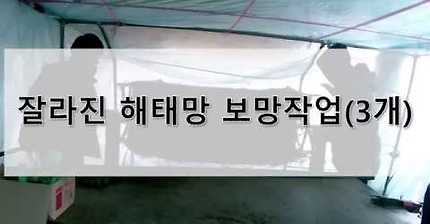해태망 보망작업(Repair net)