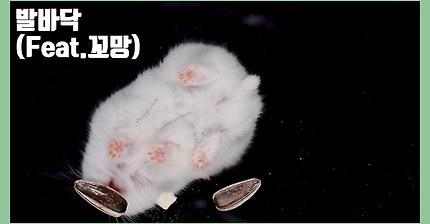 초정밀 햄스터 발바닥 관찰일기2 (feat.꼬망)