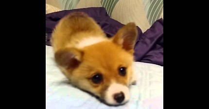 [양띵의 사생활] 웰시코기 코코 삐짐 '원본영상'