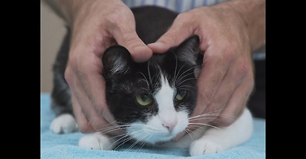 How to pick up a cat like a pro - Vet advice on cat handling.