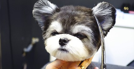 핵인 말티즈X슈나우저 믹스 멈뭄미 | 인스티즈