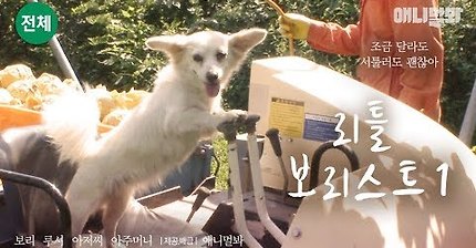 [애니멀봐 추석 특선] 리틀 보리스트 -1부- ㅣ Lit Doggo Can Drive A Tractor In A Pear Plantation?!!