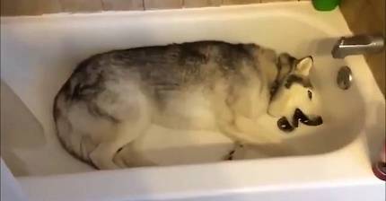 목욕하고 싶은 허스키