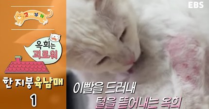 [고부해] 다묘가정의 흔한 실수.jpg | 인스티즈