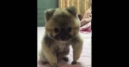 아무래도 인사를 잘못 가르친 것 같다 | 인스티즈