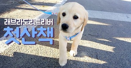 태어나 산책 처음하는 2개월 강아지 아기 _ 래브라도 리트리버 소녀의 첫 산책 :)