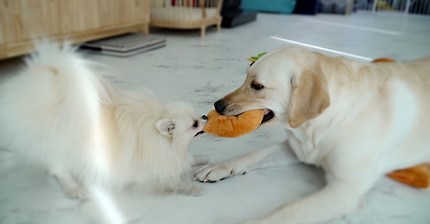 포메로 태어나 리트리버로 자란 강아지 | 인스티즈