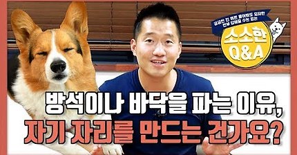 강형욱Q&amp;A) 강아지가 방석이나 바닥을 파는 이유 | 인스티즈