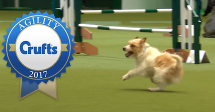 Hilarious Highlights from Rescue Dog Agility | Crufts 2017