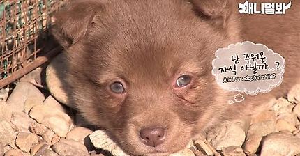 나만 점박이 없어...ㅠ 다른 형아들 다 점박이 있고 나만 없어....ㅜㅜ | 인스티즈