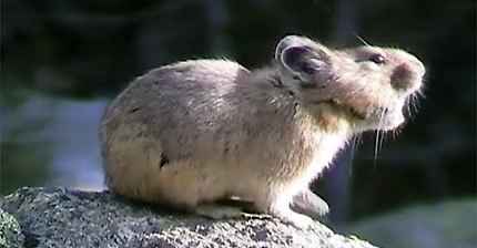 American Pikas Calling Out ~ Cute Animals in Nature