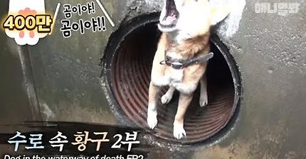 개를 버리면 안되는 이유 (눈물 펑펑 주의) | 인스티즈