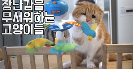 아기집사 장난감을 무서워하는 고양이들【수리노을 SURI&NOEL】