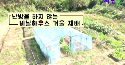 한겨울 난방 없이 비닐하우스에서 채소 싱싱하게 기르기 ( 완결편 )