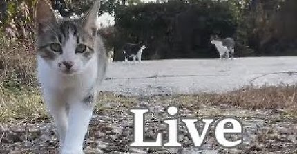 간식 먹기 전이랑 후가 너무 다른 고양이.. 냥성ㄷㄷㄷ | 인스티즈