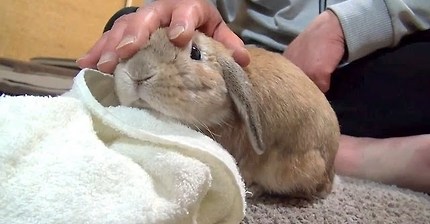 鳴きすぎるウサギ　(おねだりダンダンウー!!)　 The cry of a rabbit (dan-dan-woo!!)