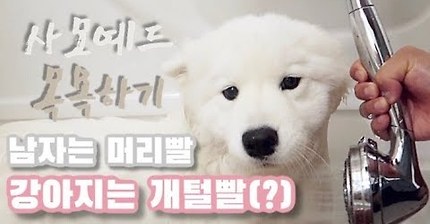 세상 순한 사모예드 댕댕이 목욕 시키기.jpgif | 인스티즈