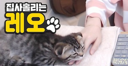 오늘도 심쿵하게 만드는 고양이의 매력 | 인스티즈